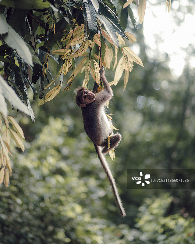 树上的猕猴，印度尼西亚巴厘岛图片素材