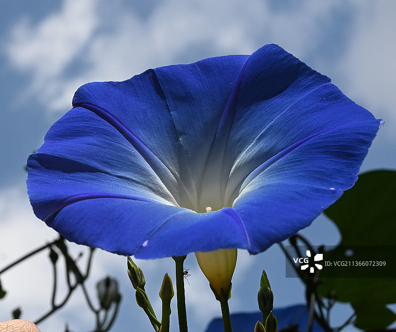 紫色喇叭花特写图片素材