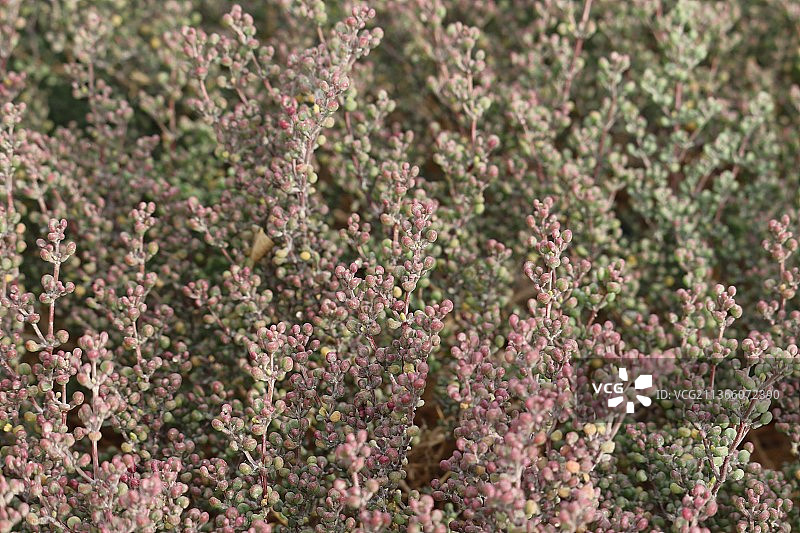 清晨，卡塔尔多哈田野上的开花植物特写图片素材