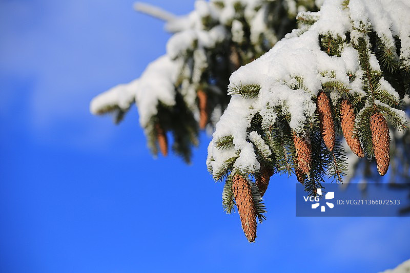 圣诞明信片：植物雪景特写图片素材