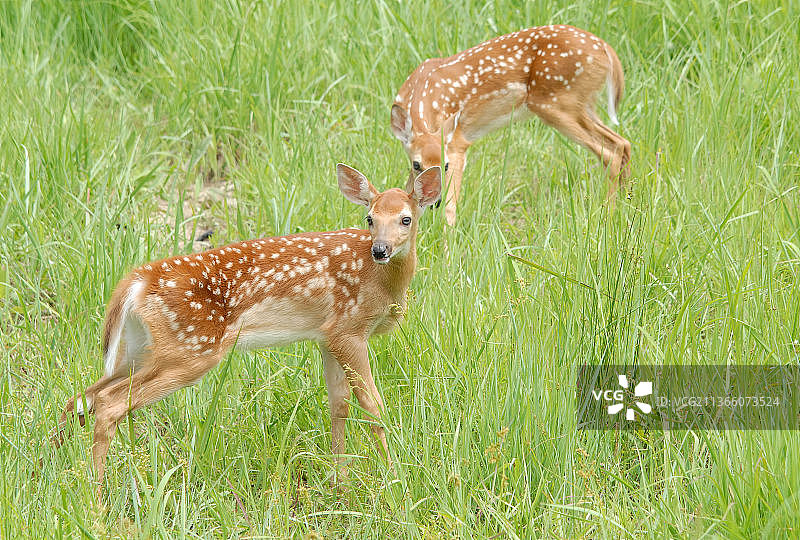 两只在草地上跳跃的白尾鹿幼崽，美国北园村自然中心图片素材