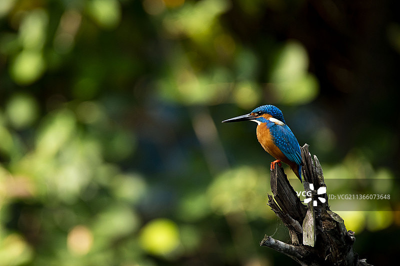 普通翠鸟，印度兰加纳提图鸟类保护区图片素材