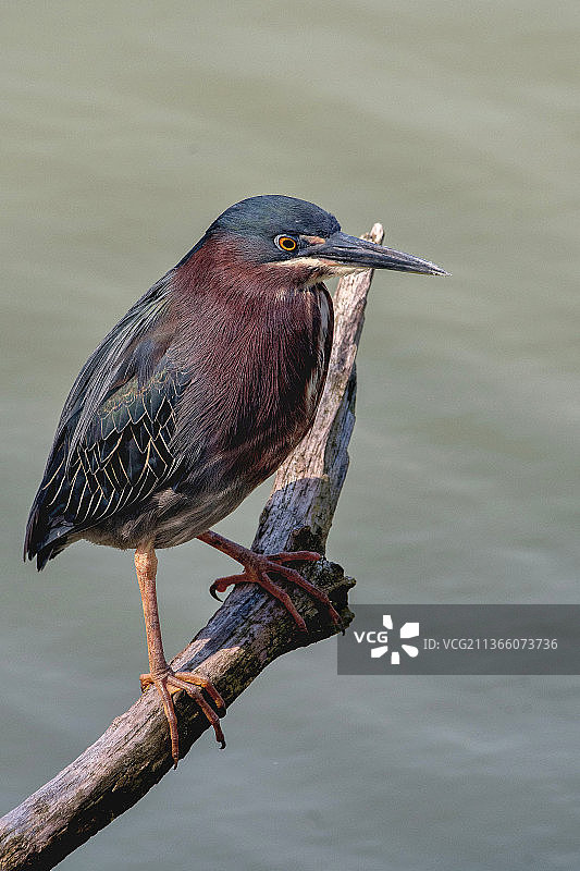 翠鸟栖息在树枝上特写，美国北塘自然保护区图片素材