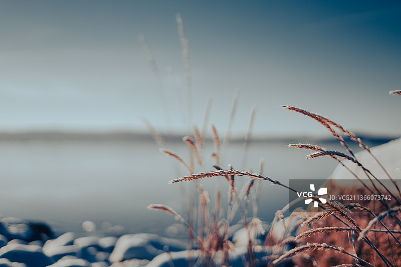 草叶，植物特写，天空背景图片素材
