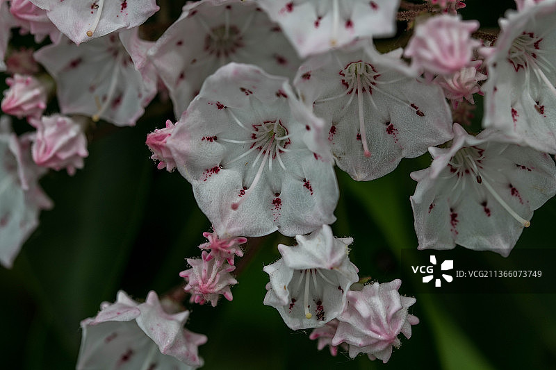 花在纽约的季节，粉红色樱花的特写，危险的山脊Trailhead，美国，美国图片素材