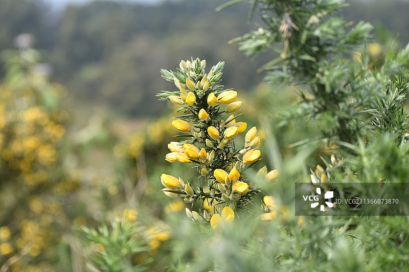 金雀花，奥蒂，泰米尔纳德邦，印度图片素材