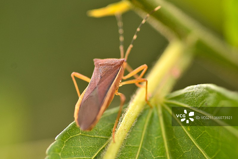 半翅目臭虫，巴西植物上的昆虫特写图片素材