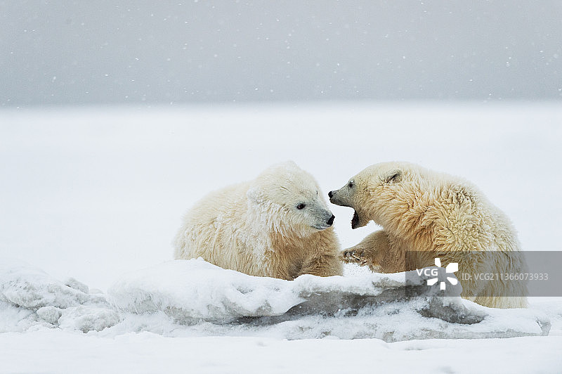 北极熊幼崽打闹玩耍（美国阿拉斯加巴特岛）图片素材