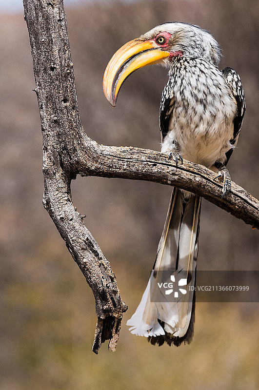 纳米比亚，栖息在树枝上的南方黄嘴犀鸟特写图片素材