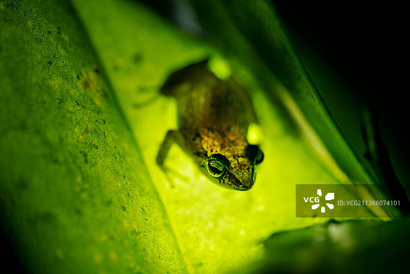 格林纳达树叶上的蜥蜴特写图片素材