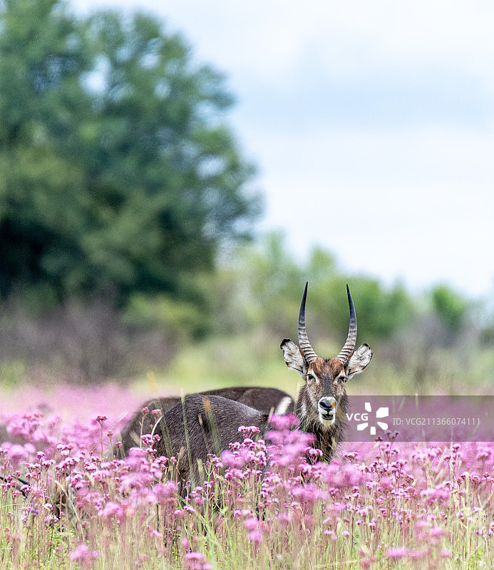 粉红色海洋中的非洲水羚图片素材