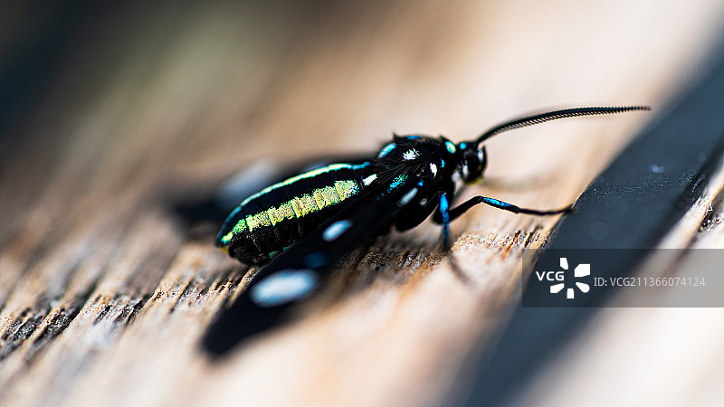 伯利兹飞蛾：木头上昆虫的特写图片素材
