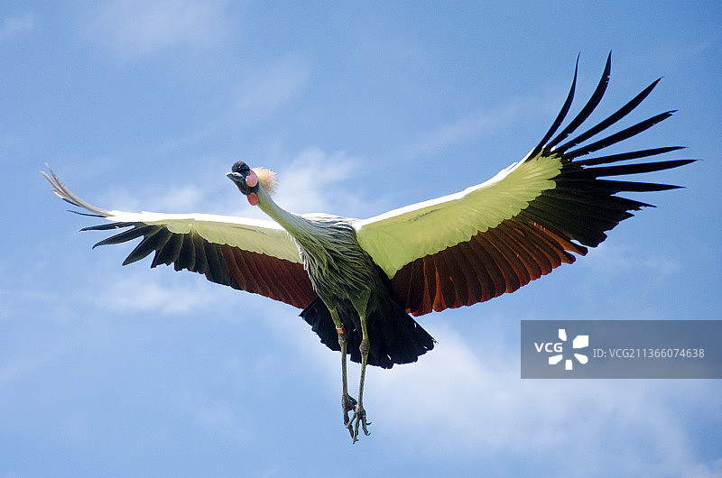 天空飞翔的金刚鹦鹉低角度景观图片素材