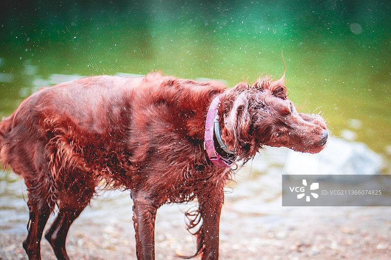 捷克共和国田野中爱尔兰雪达犬站立的侧面图图片素材