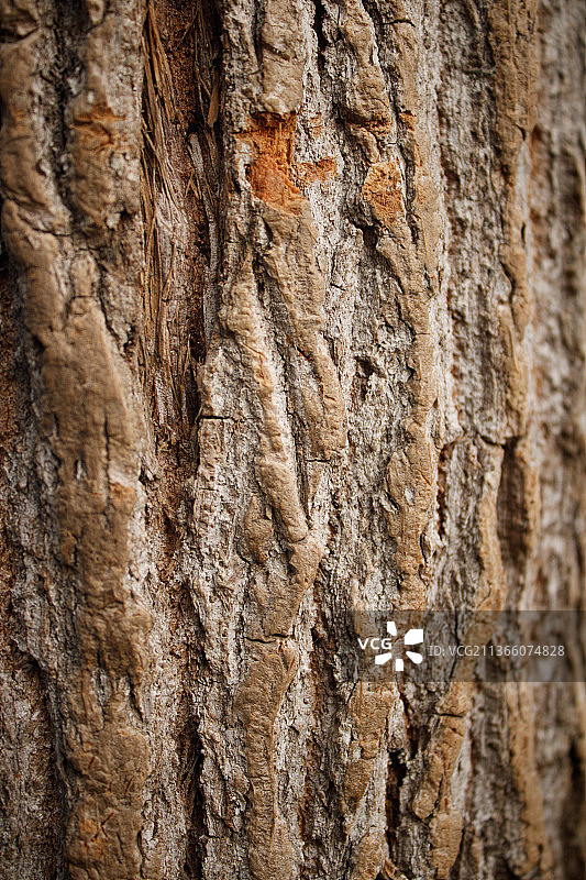 树皮特写图片素材