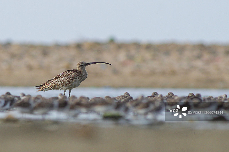 欧亚杓鹬在巴基斯坦卡拉奇海边栖息的特写图片素材