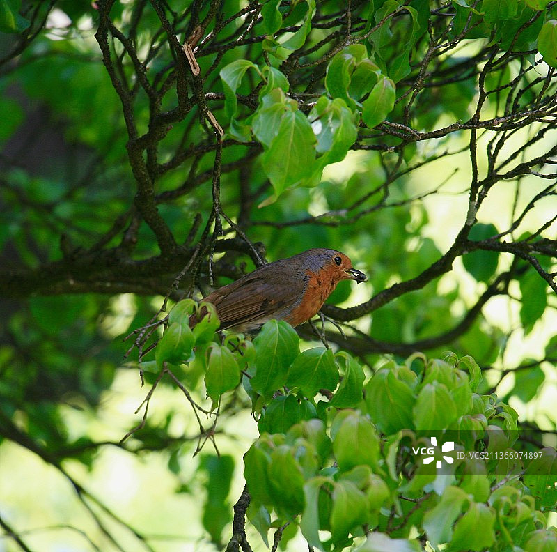 知更鸟栖息在树上的低角度视图图片素材