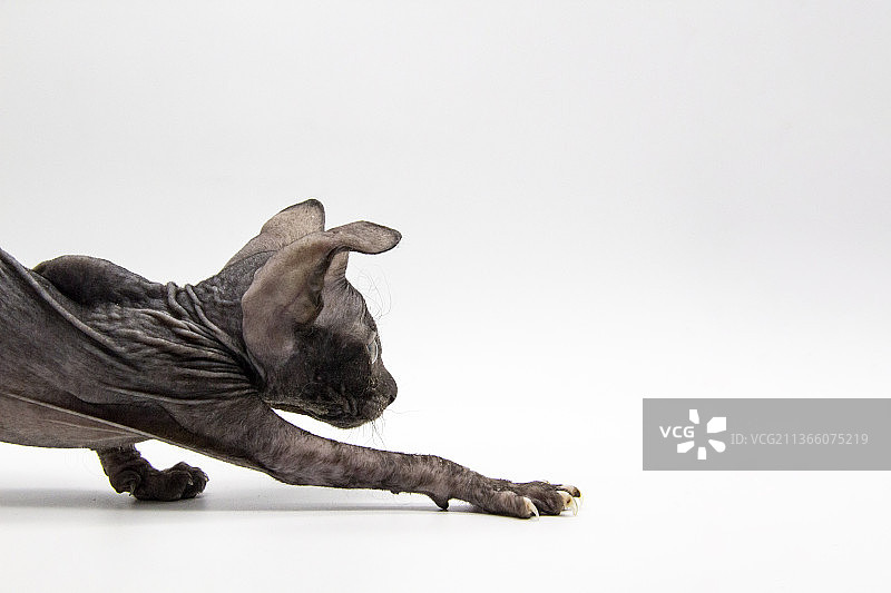 从左向右移动的灰色斯芬克斯猫图片素材