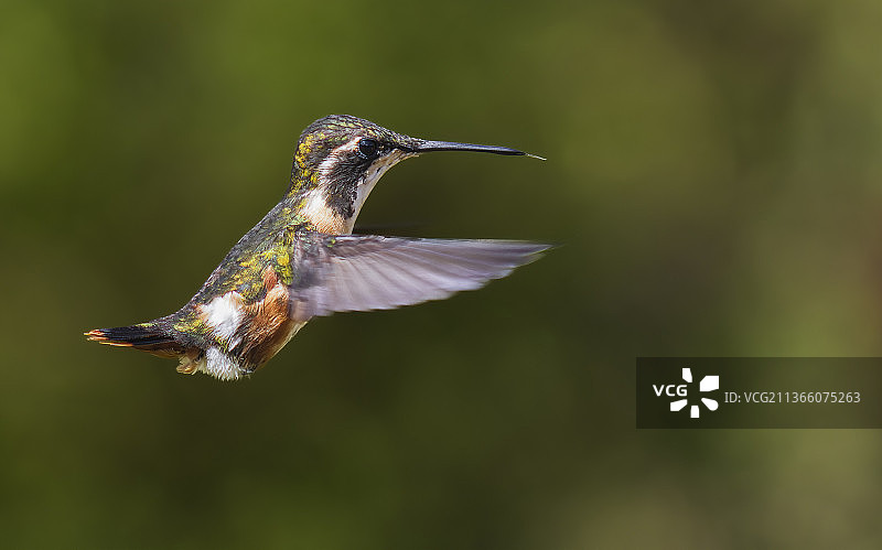 蜂鸟在户外飞行的特写，哥伦比亚瓜尔内图片素材