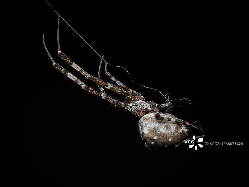 黑色背景上的蜘蛛网特写，印度尼西亚万隆市图片素材