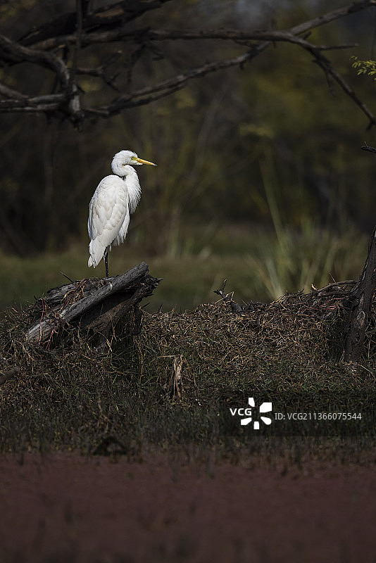 色彩层叠：在印度巴拉特普尔鸟类保护区栖息在树桩上的大白鹭特写图片素材