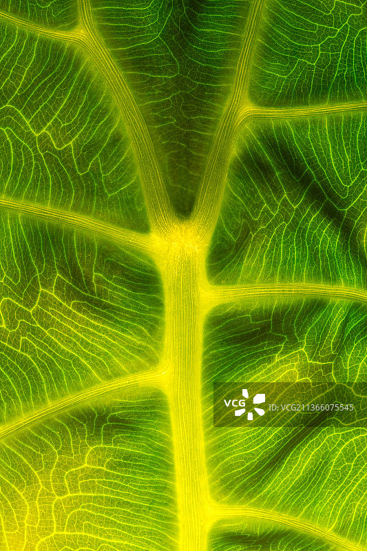 透光叶子特写图片素材