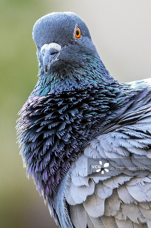 户外栖息的家鸽特写图片素材