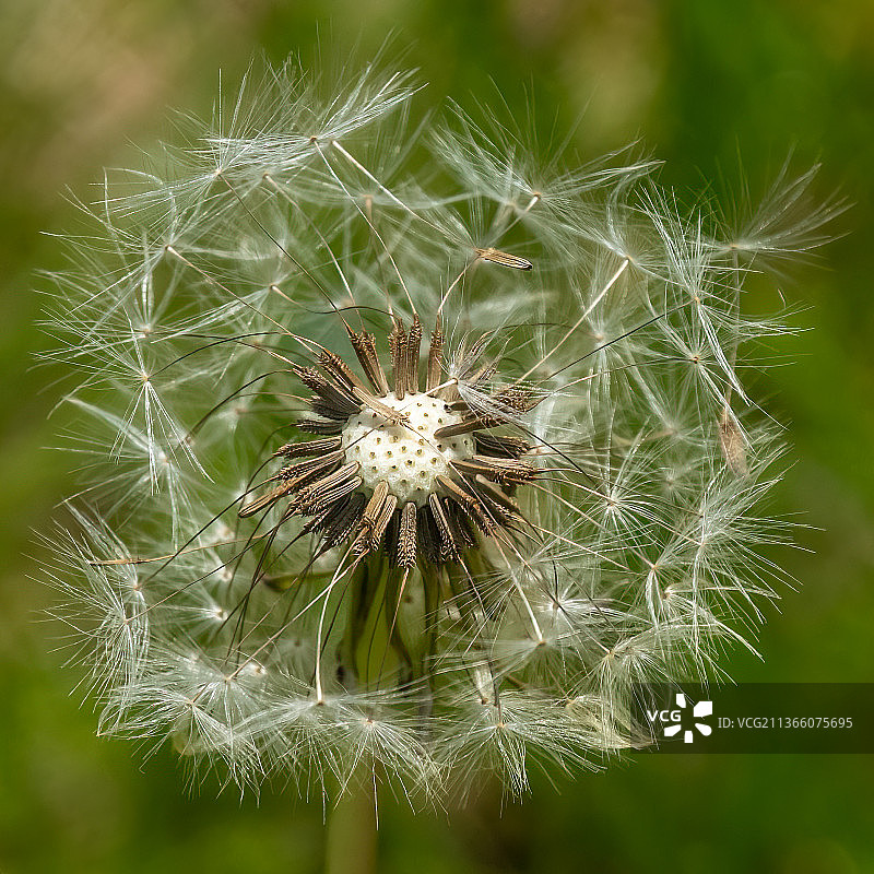 植物上的蒲公英特写图片素材