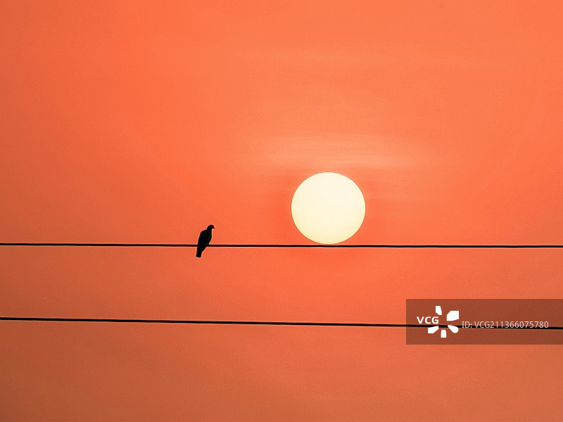 鸟在橙色天空下栖息在电缆上的剪影的低角度视图图片素材