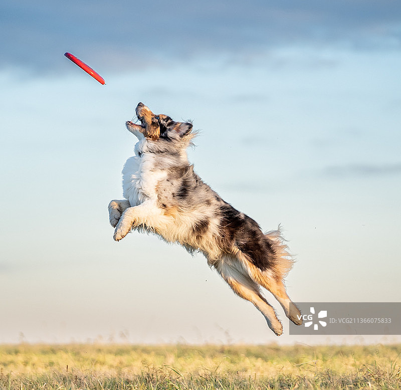 德国，在田野上跳跃的澳洲牧羊犬图片素材