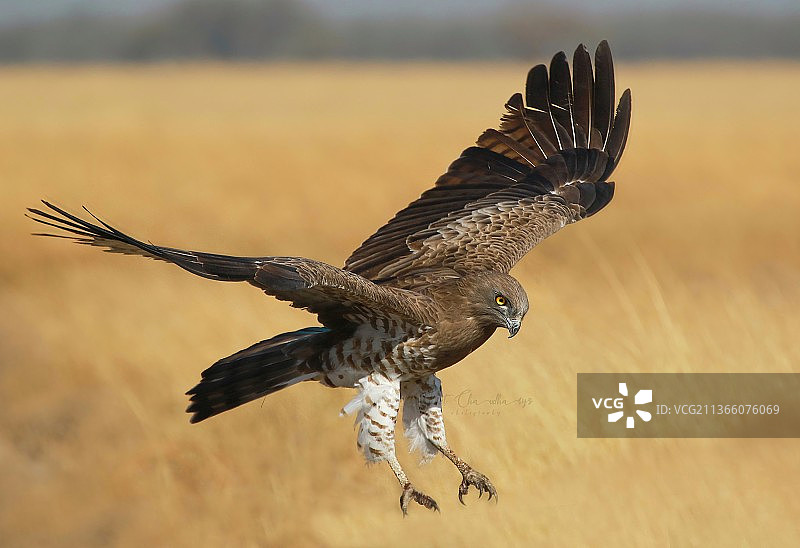 蛇雕飞越田野的特写图片素材