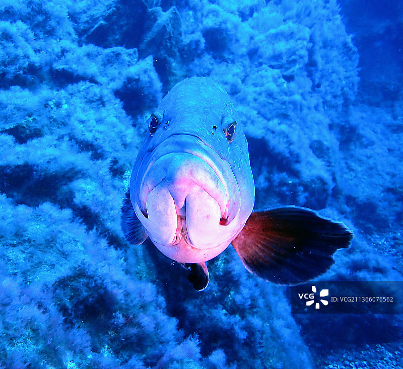 石斑鱼特写，西班牙特内里费岛圣克鲁斯埃尔 Hierro图片素材