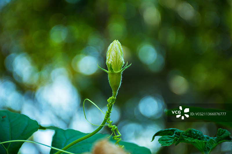 葫芦花特写图片素材