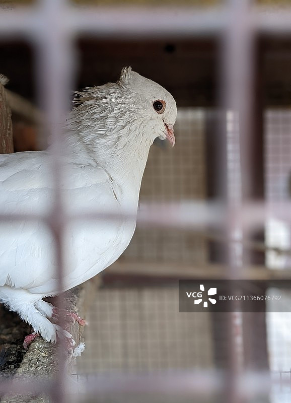 笼中鸽子特写，栖息在金属上的鸽子特写，印度图片素材