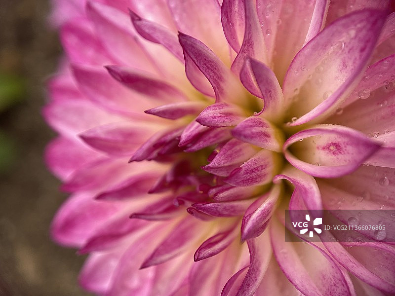 紫色和白色大丽花特写，香港愉景湾图片素材