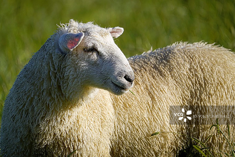 新西兰田野上的绵羊特写图片素材