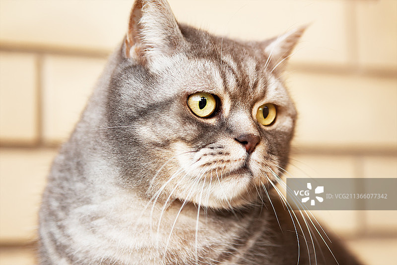灰色英国短毛猫的精美肖像图片素材