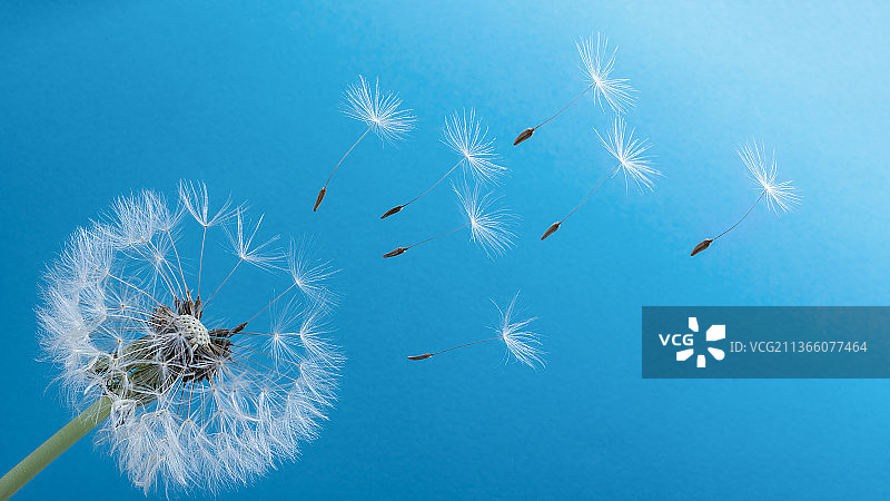 蓝色背景上的蒲公英微距摄影图片素材