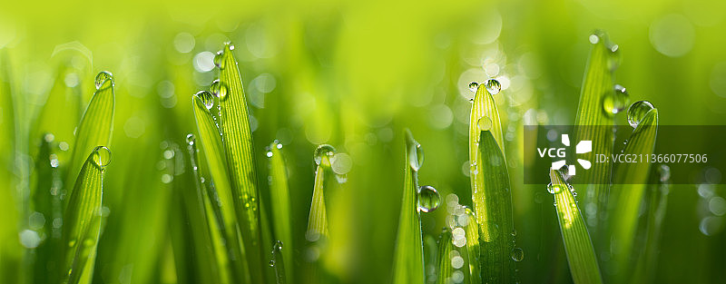 带有露水的湿润的春天绿色草地背景图片素材