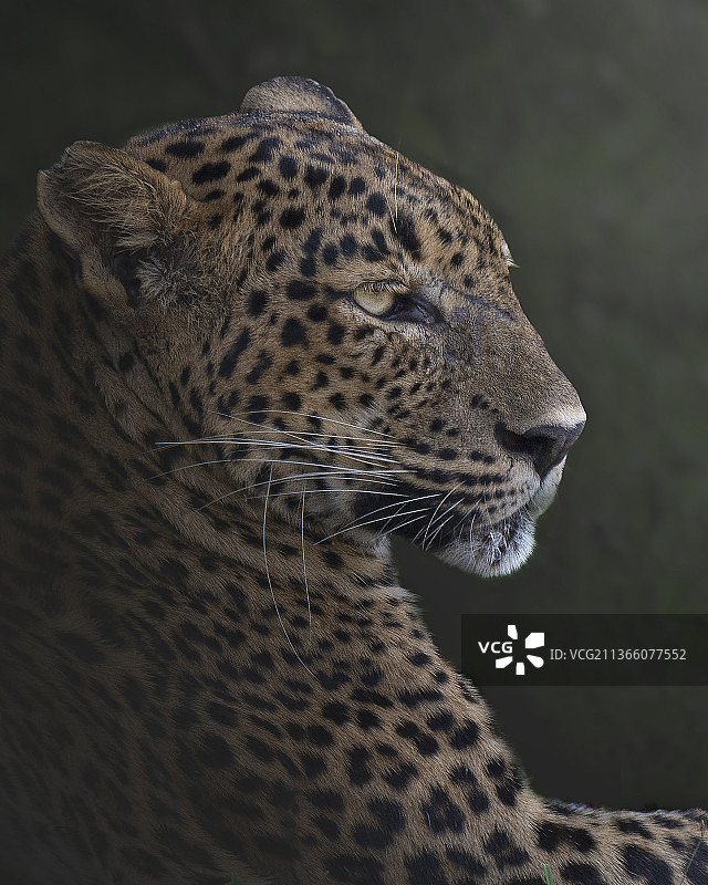 斯里兰卡豹特写图片素材