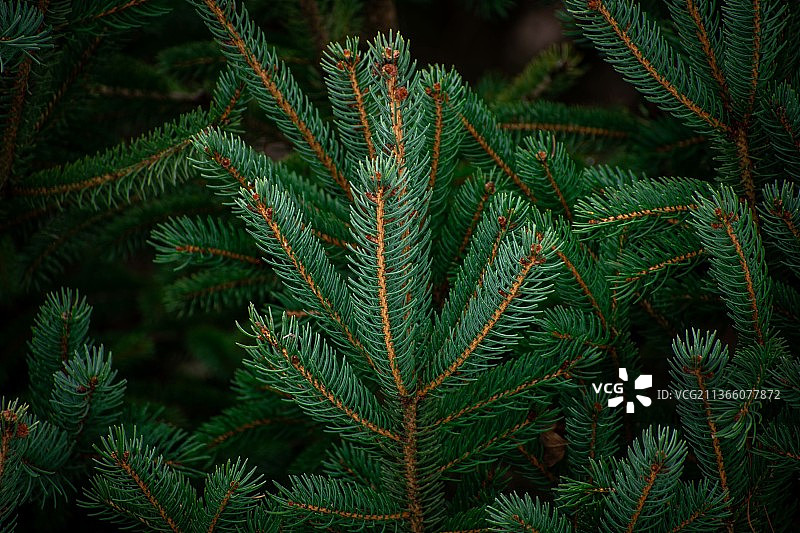 松树特写图片素材