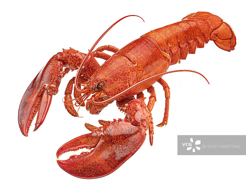 白底的煮熟的龙虾图片素材