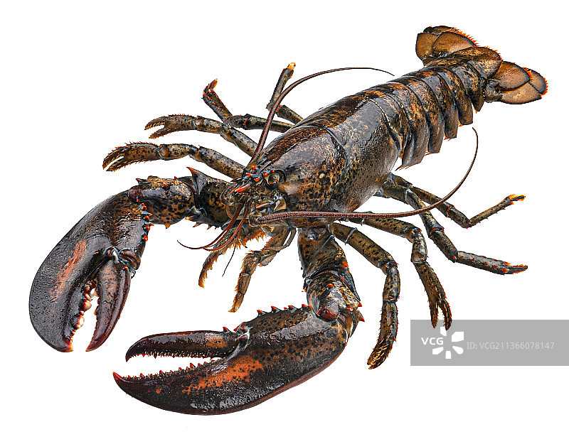 新鲜生龙虾图片素材