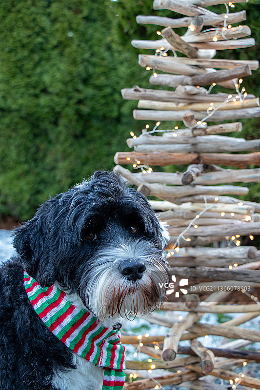 戴着圣诞围巾的狗，葡萄牙水犬特写，加拿大不列颠哥伦比亚省图片素材