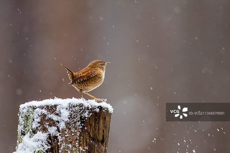 鹪鹩特写：栖息在波兰雪地上的歌鹪鹩图片素材