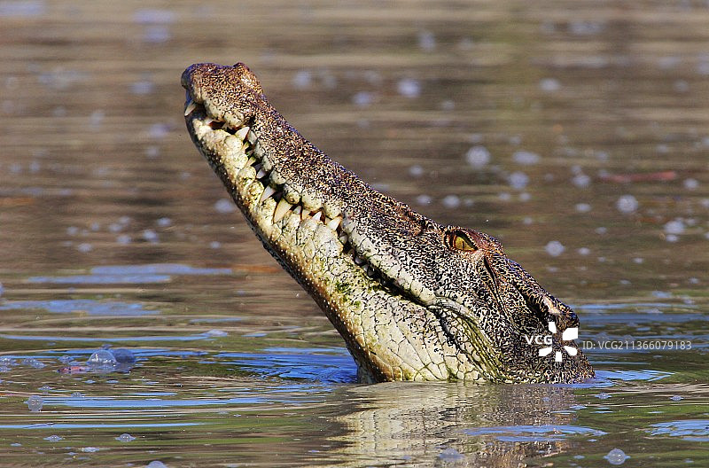 澳大利亚金伯利西部国王利奥波德山脉河口鳄鱼图片素材