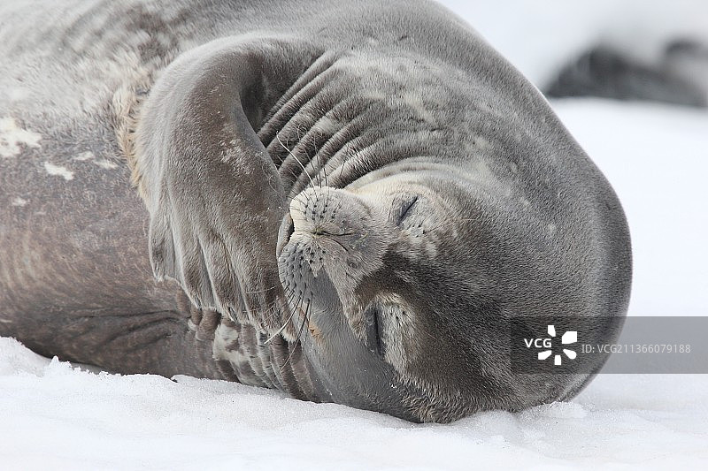 南极洲半月岛威德尔海豹 (2018年11月)图片素材