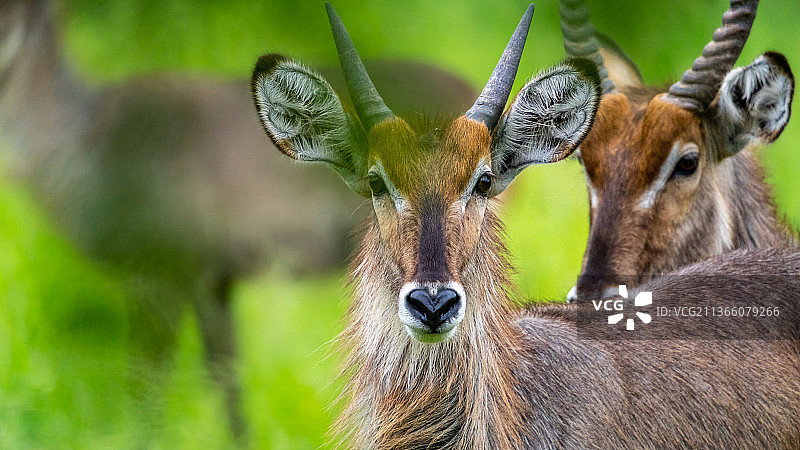 南非克鲁格国家公园的鹿的特写图片素材
