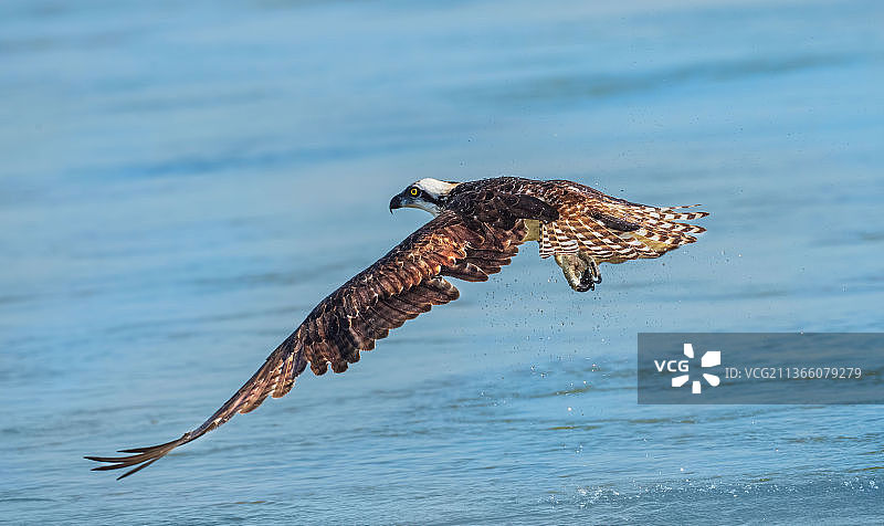 鱼鹰捕猎特写：金雕飞越美国佛罗里达州马坦萨斯海口图片素材