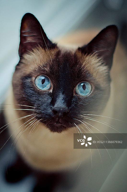 猫的特写肖像图片素材